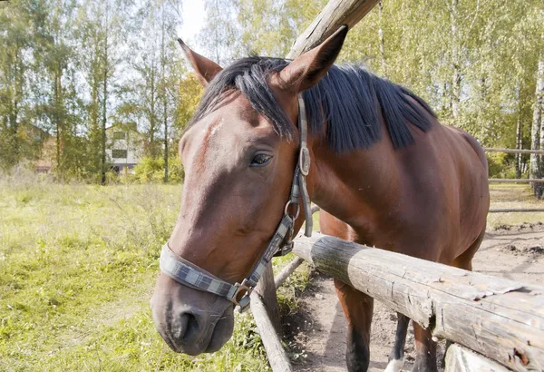 Portrét smutné koně proti podzimní krajina — Stock fotografie