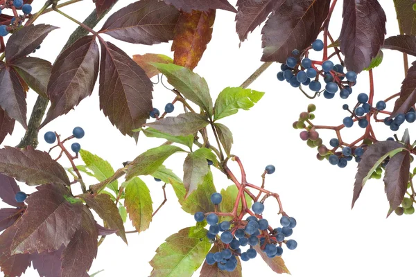 "Maiden "wilde druiven in de herfst — Stockfoto