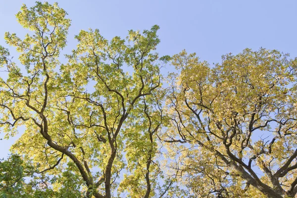 Dubový strom na podzim — Stock fotografie