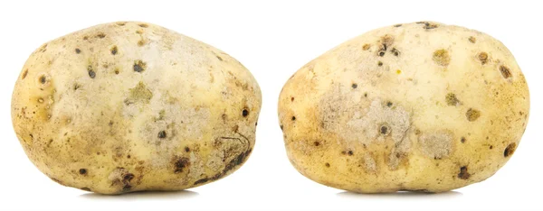 Stora gula potatis makro — Stockfoto