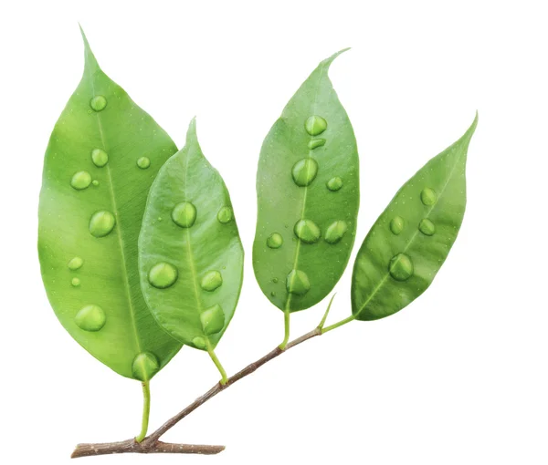 Rama de planta "Ficus" y gotas de agua macro — Foto de Stock