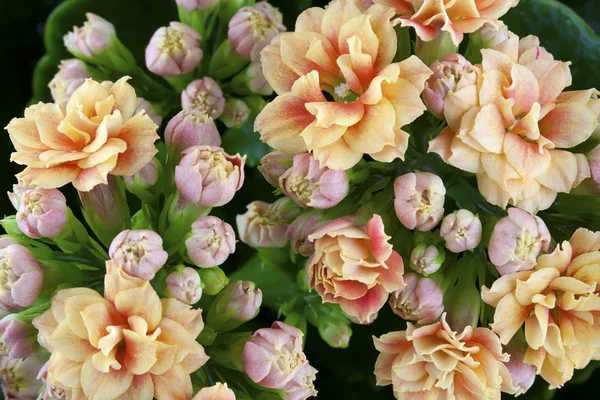 装飾的な室内植物「kolanhoe の花序" — ストック写真
