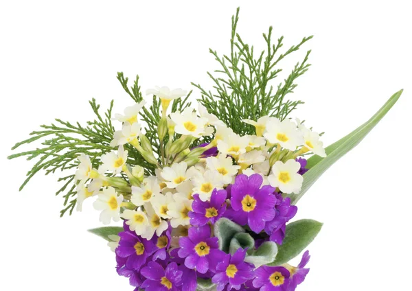 Primi fiori primaverili delicati — Foto Stock