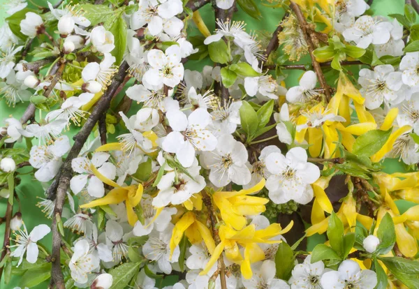 Springs plum and "Forsythia Maluch" flowers — Stock Photo, Image