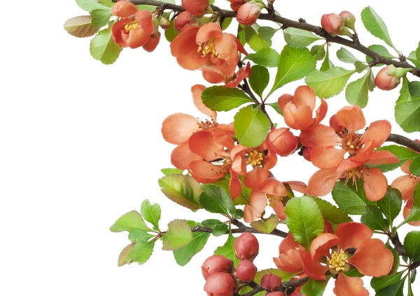 Kvetoucí quince japonský (Chaenomeles) — Stock fotografie