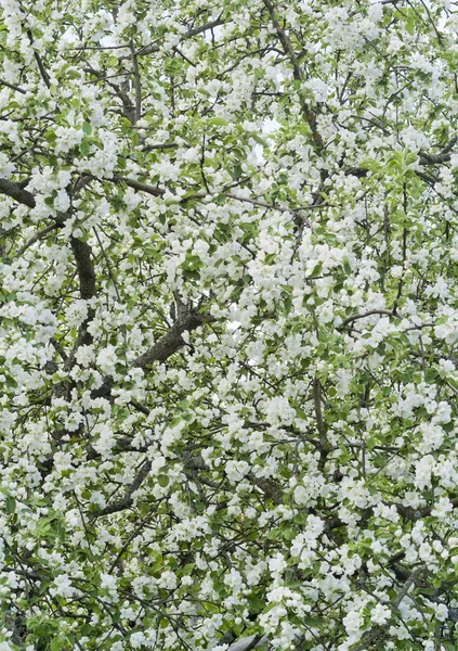 Blommande våren äppelträd — Stockfoto
