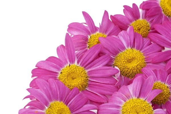 Pink camomiles on white descktop — Stock Photo, Image
