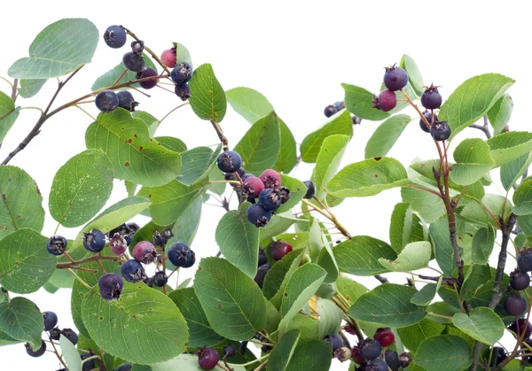Branches and berries "Rhamnus frangula" — Stock Photo, Image