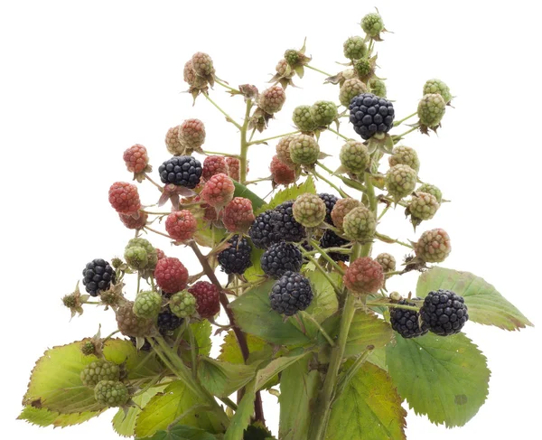 Ripe and unripe berries of wild blackberry — Stock Photo, Image