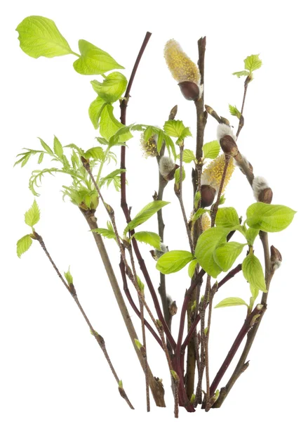 Die ersten Frühlingszweige mit Blättern und Knospen — Stockfoto