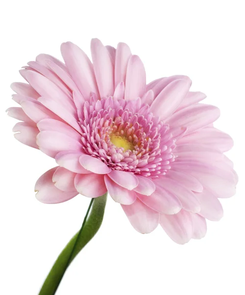 Flower pink "Gerbera" macro — Stock Photo, Image