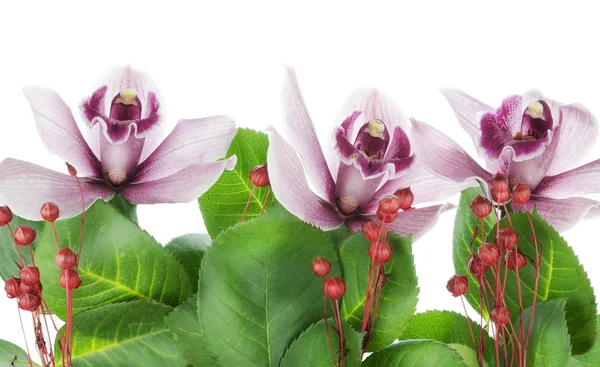 Grens van paarse orchideeën — Stockfoto