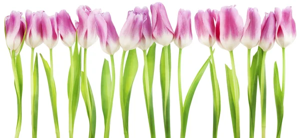 Fronteira isolada de tulipas rosa — Fotografia de Stock