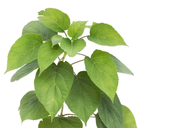 녹색 간단한 식물 엽서 — 스톡 사진