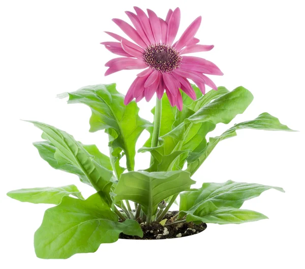 Pink Gerbera flower on a bed — Stock Photo, Image