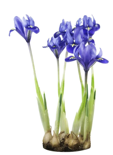 Frühlingsblaue Schwertlilien wachsen aus Zwiebeln — Stockfoto
