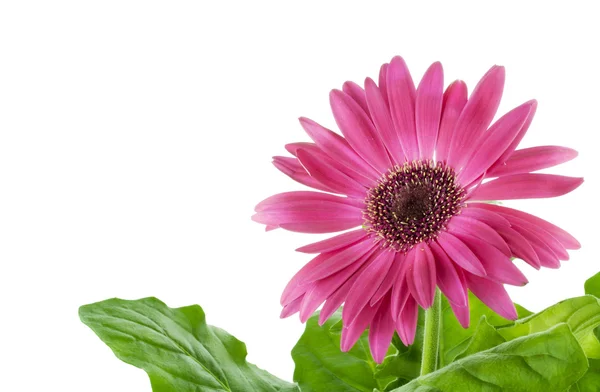 Рожева квітка Гербера макросу — стокове фото