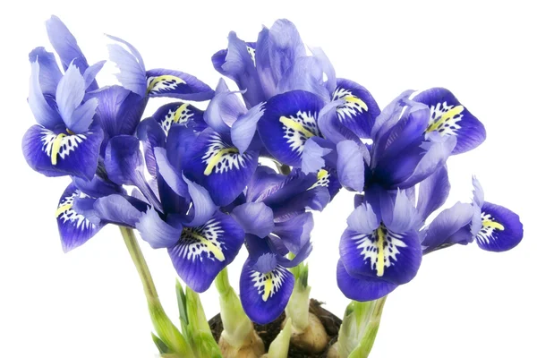 Spring blue irises grow from bulbs macro — Stock Photo, Image