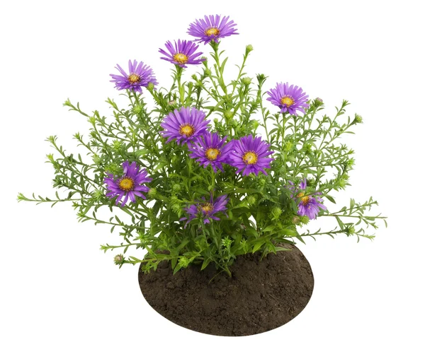 Liten buske av violett krysantemum — Stockfoto