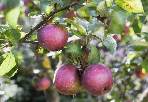 Echte appels op een tak met bladeren — Stockfoto