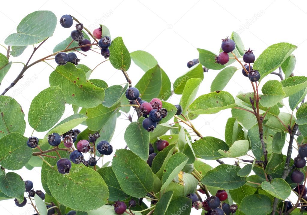 Branches and berries 