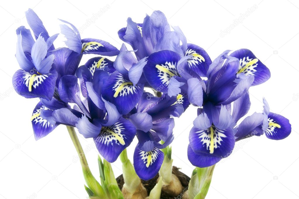 Spring blue irises grow from bulbs macro