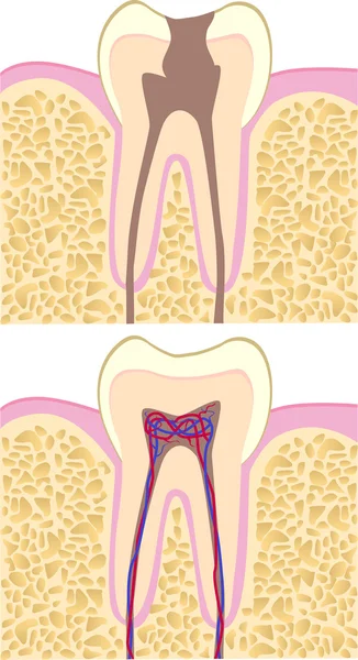 Anatomía de los dientes humanos — Vector de stock