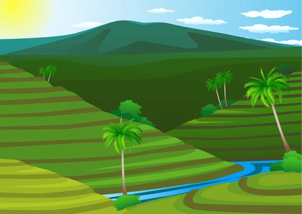 Ris fält terrass — Stock vektor