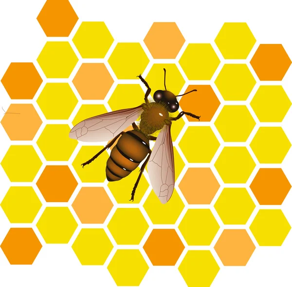 Včelí vektor — Stockový vektor