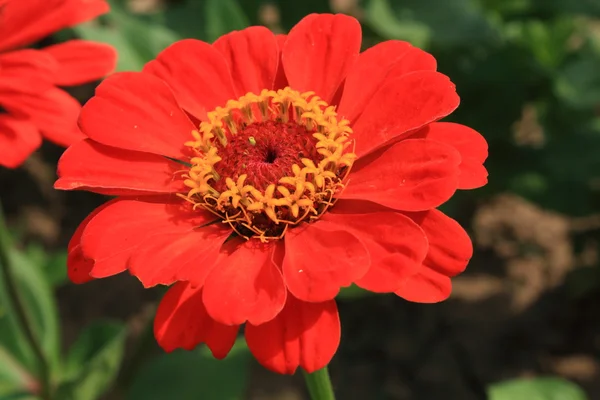 stock image Closeup of a full-blown flower in the background of green foliage