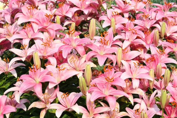 stock image Bouquet of lilies