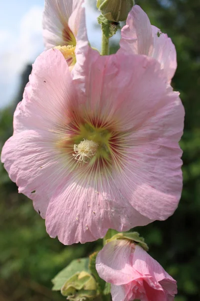 stock image Mallow flower close-ups on the green background of foliage