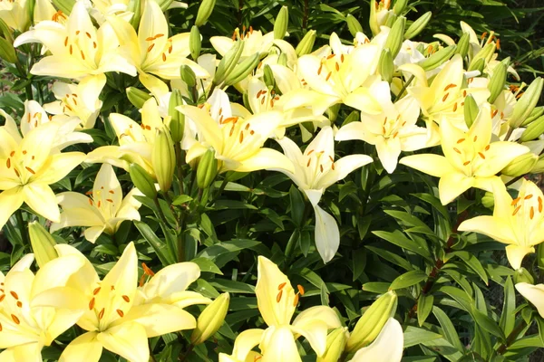 Lirios Verde Amarillos Exclusivos Bush Macizo Flores Fotos de stock