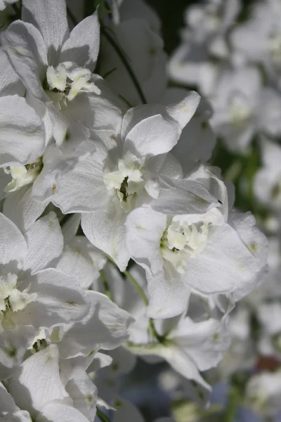 Hvid iris blomst - Stock-foto