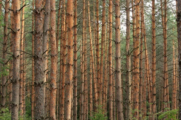 Trunks of the pines — Stock Photo, Image