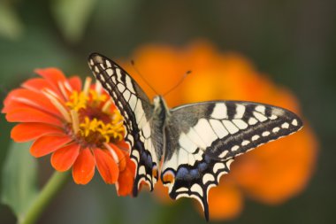 Çiçek ve kelebek (Swallowtail)