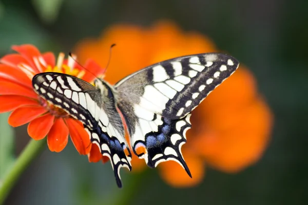 stock image Butterfly (Swallowtail) and flower