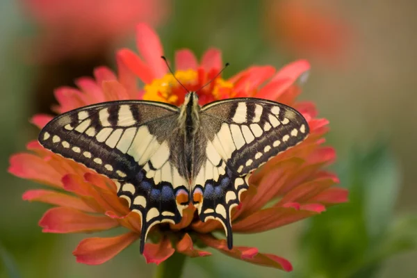 stock image Butterfly (Swallowtail) and flower