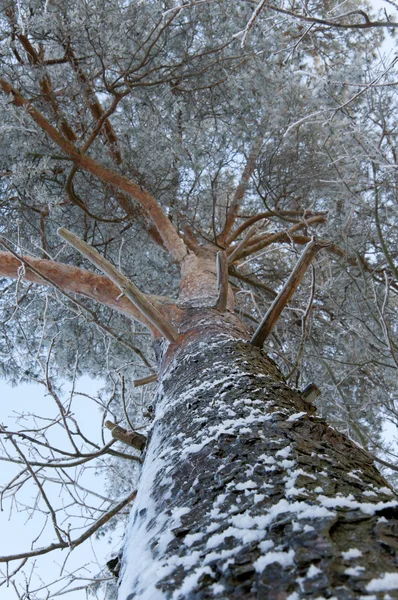 Pinheiro coberto por uma neve — Fotografia de Stock