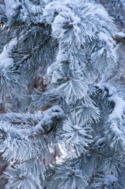 An image of pine covered by a snow clipart