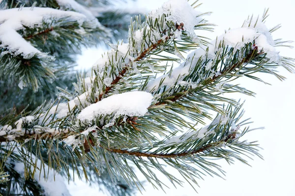 stock image An image of pine covered by a snow