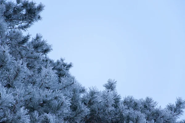Pinheiro coberto por uma neve — Fotografia de Stock