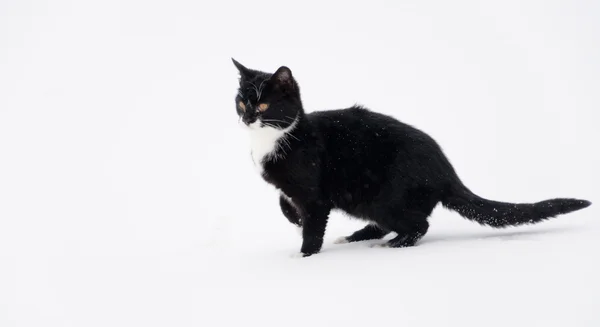 Gato Negro Aire Libre Nieve — Foto de Stock