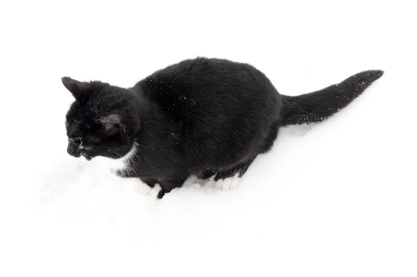 Gato negro en la nieve — Foto de Stock
