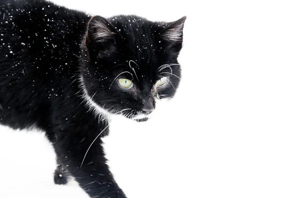 Gato Negro Aire Libre Nieve — Foto de Stock