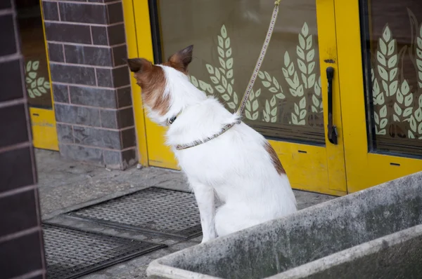 Dog attached to door — Stok fotoğraf