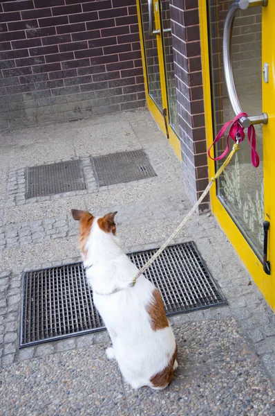 Dog attached to door — Stok fotoğraf