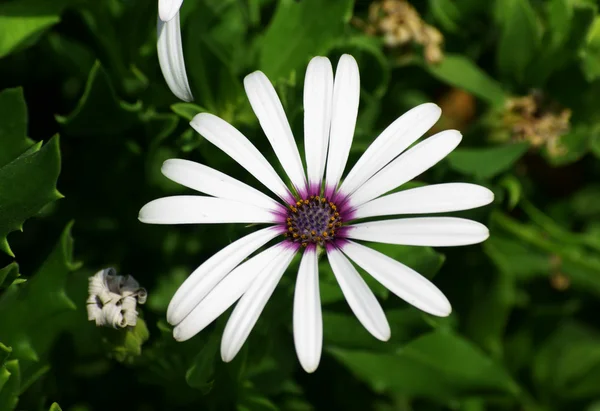 Біла квітка — стокове фото
