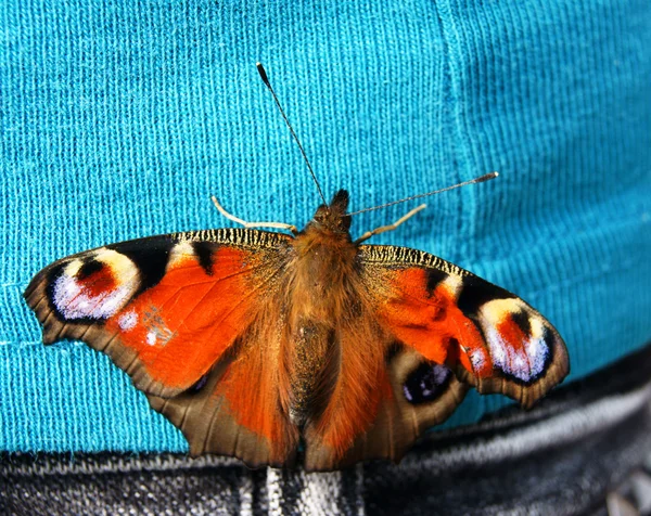 Papillon paon — Photo