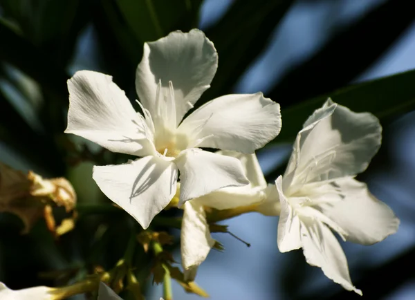 stock image Oleander